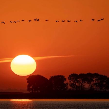 Ein Vogelschwarm fliegt an der untergehenden Sonne vorbei