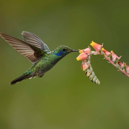 Grün-Veilchenohrkolibri (Colibri thalassinus) an einer Blüte, Savegre Ressort, Costa Rica, Mittelamerika