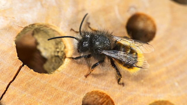 Rostrote Mauerbiene (Osmia rufa, Osmia bicornis), eine solitaer lebende Mauerbienenart an einem kuenstlichen Nistblock, Insekt des Jahres 2019. (Quelle: dpa/G. Fischer)