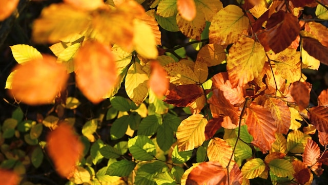 Herbstlich gefärbtes LaubHerbstlich gefärbtes Laub | Bild: picture-alliance/dpa