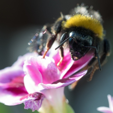 Eine Hummel sitzt auf einer kleinen pinkfarbenen Nelkenblüte. 