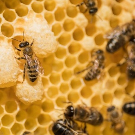 Bienen in einem Bienenstock.