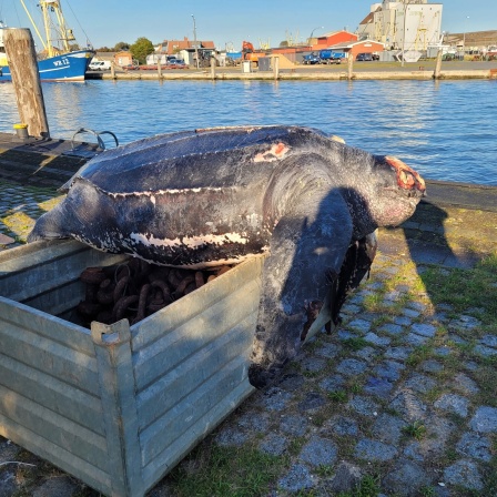 Eine verendete Lederschildkröte liegt auf einer Kiste im Hafen von Büsum.