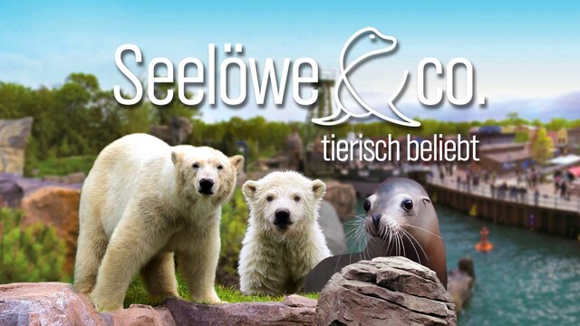 Schriftzug "Seelöwe & Co. - tierisch beliebt" auf einem Zoobild mit zwei Eisbären und einem Seelöwen.