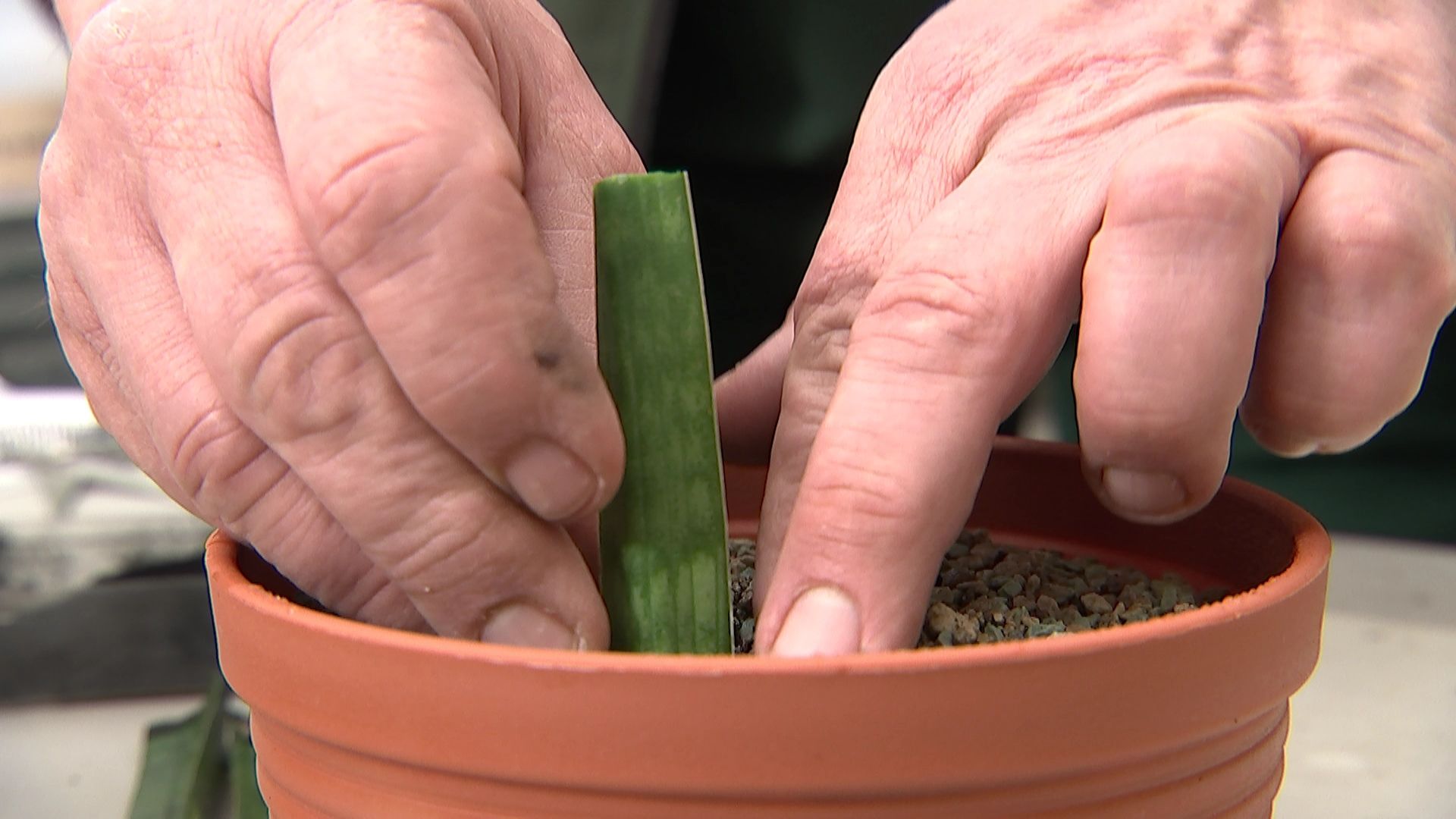 rbb Gartenzeit Sansevieria durch Blattstecklinge vermehren ARD Mediathek