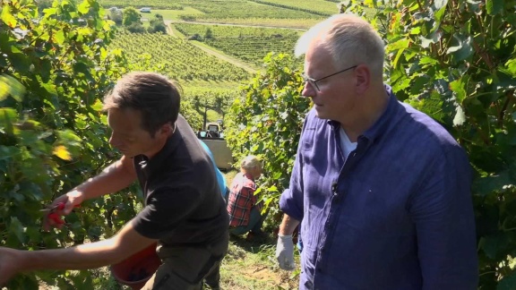 Morgenmagazin - Moma-reporter: Mit Winzern Unterwegs Im Weinberg