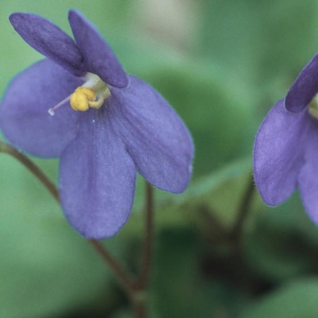 Blüten des violetten grossblättriges Usambaraveilchen (saintpaulia grandifolia).