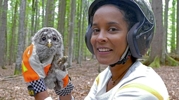 Anna, Paula, Pia Und Die Tiere - Pia Und Die Wilden Tiere: Der Habichtskauz Ist Wieder Da