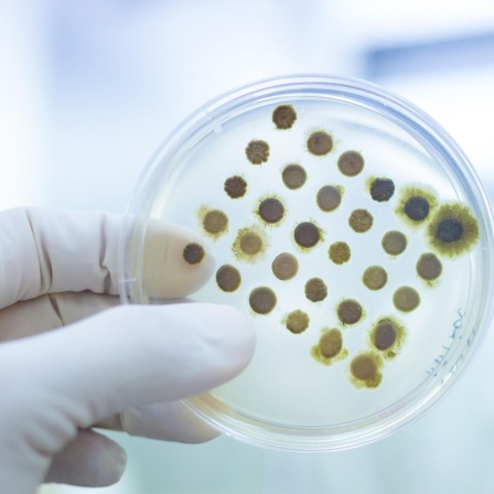 Wissenschaftler züchtet Bakterien in einer Petrischale