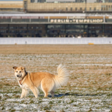 Hund ohne Leine auf dem Tempelhofer Feld