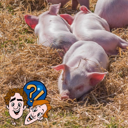 Wirkt Sonnencreme auch bei Schweinen?