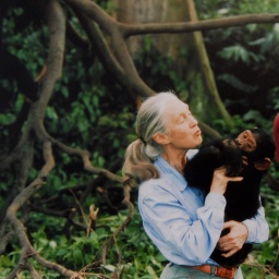 Jane Goodall 1995 mit einem Schimpansen auf dem Arm.