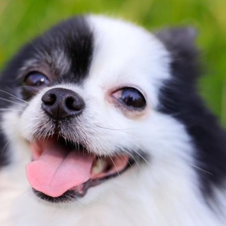Die Tierdocs: Spitz schwankt