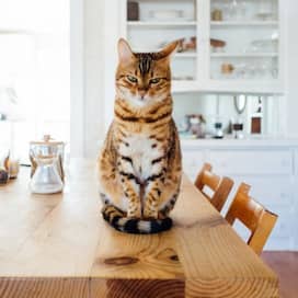 Eine Katze sitzt auf einem Küchentisch und schaut in die Kamera