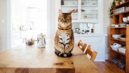 Eine Katze sitzt auf einem Küchentisch und schaut in die Kamera