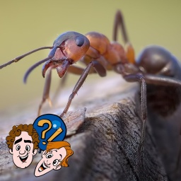 Können Ameisen wirklich einen Elefanten hochheben?