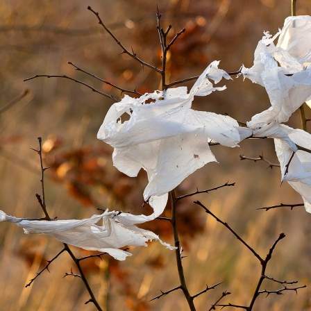 Zerfetzte Plastiktüten hängen an Ast eines Baumes