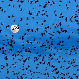 Ein Vogelschwarm von Staren fliegt am Abendhimmel dem Vollmond entgegen.