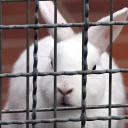 Tierschutzbund Bayern schlägt Alarm: Tierheime sind kurz vor Aufnahmestopp
