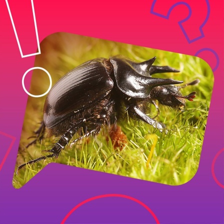 Der Stierkäfer ist ein Käfer aus der Familie der Mistkäfer mit drei Hörnern