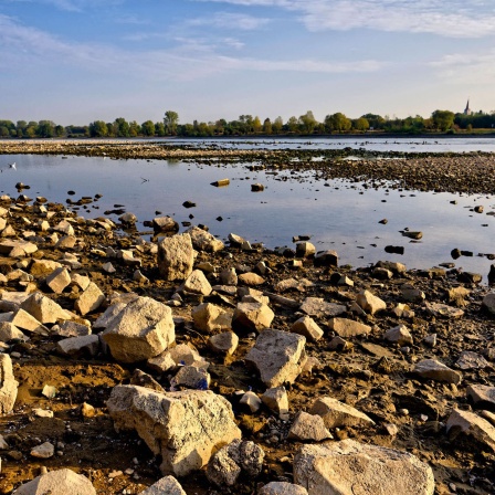 Der ausgetrocknete Rhein in Bonn, 23.09.2020