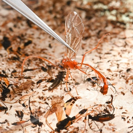Ein Mitarbeiter der Zoologischen Staatssammlung München nimmt mit einer Pinzette eine Schlupfwespe aus einer Sortierschale, in der sich die Probe einer Insektenfalle befindet.
