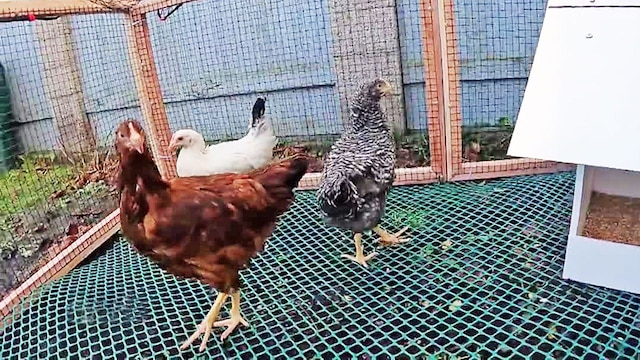 Drei Hühner im Gartenhühnerstall
