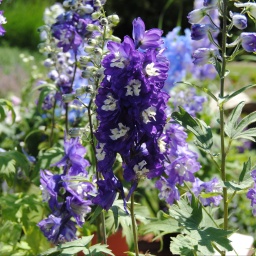Violett blühender Rittersporn, dessen Blüten in der Mitte je einen weißen Fleck haben.