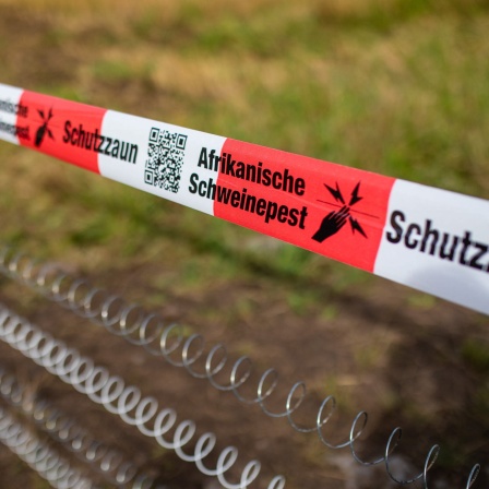 Ein Absperrband mit der Aufschrift "Afrikanische Schweinepest" hängt über einem Elektro-Schutzzaun.