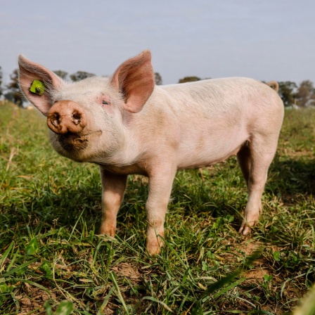 Schweine auf dem Hof Frohnenbruch