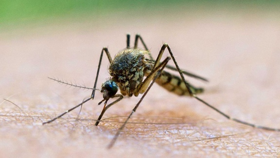 Morgenmagazin - Service: Der Richtige Mückenschutz