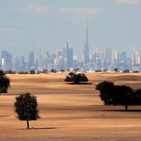Teilbewachsene Wüste vor der Cityskyline von Dubai.