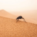 Ein schwarzer Käfer steht mit gestreckten Hinterbeinen auf dem Kamm einer Düne in einer Wüste mit hellbraunem Sand.