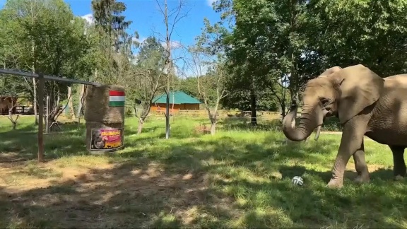 Sportschau Uefa Euro 2024 - Elefant Bubi Orakelt Deutschland - Ungarn