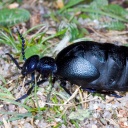 Ein schwarzblauer Ölkäfer