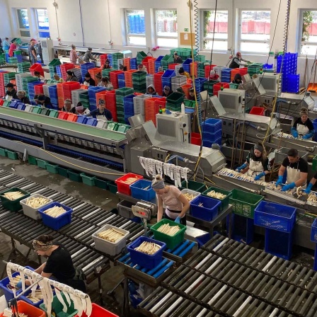 Sortierhalle des Spargelhofs in Schäpe (Bild: rbb/Karsten Zummack)