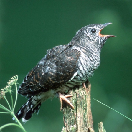 Vogelrufe in der Musik: Beethovens "Pastorale"