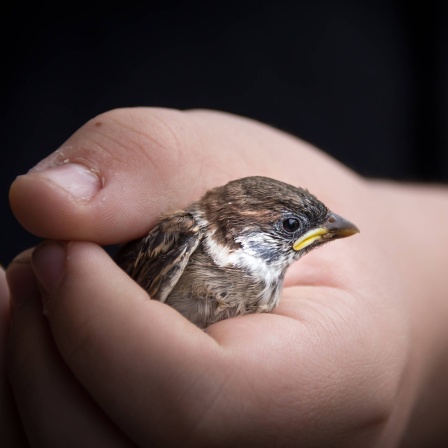 Spatz in einer Hand: Lieber den Spatz in der Hand als die Taube auf dem Dach