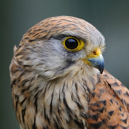 Nahaufnahme Auge eines Greifvogels: Wie weit können Vögel sehen?
