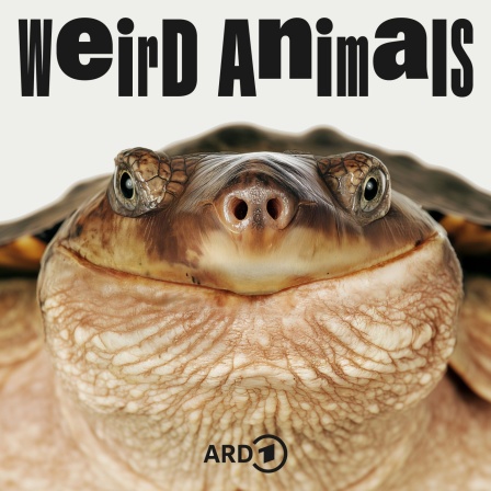 Cover Weird Animals Episode 26 Fransenschildkröte