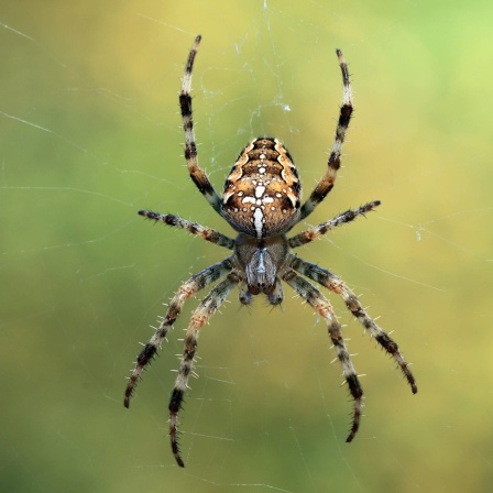 Kreuzspinne im Netz: Spinnen haben nach heutigem Stand keine Ohren. Sie können trotzdem im weitesten Sinn so etwas wie &#034;hören&#034;.