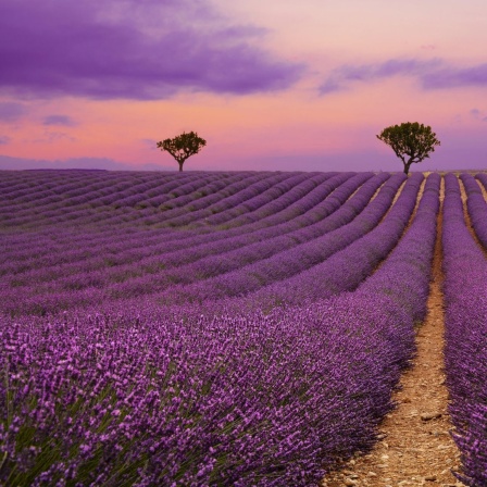 Ein Lavendelfeld in der Provence
