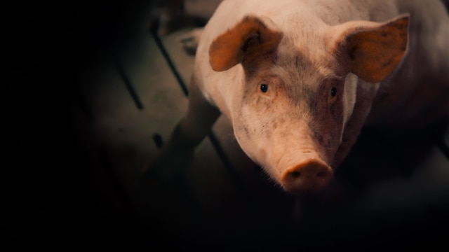 Ein Schwein steht in einem Stall und schaut in Richtung der Kamera.