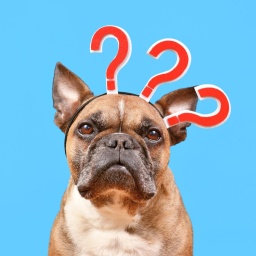 Eine französische Bulldogge trägt einen "Haarreifen" mit drei roten Fragezeichen.