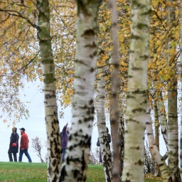 Spaziergänger an einem See mit einem Birkenwald im Vordergrund