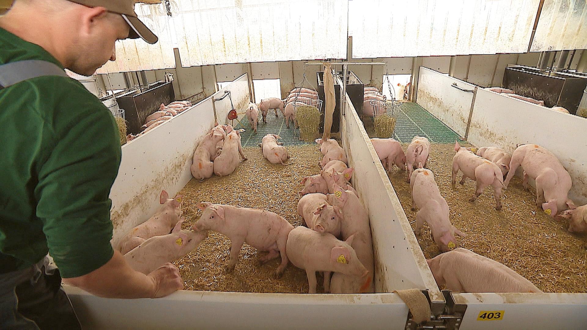 Unser Land Mehr Tierwohl Im Schweinestall Ard Mediathek 4674