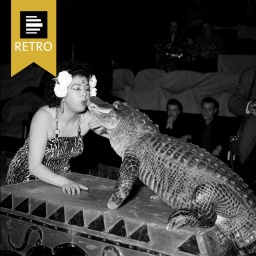 Die Dompteuse Koringa "hypnotisiert" im Cirque Medrano in Paris ein Krokodil. 22. März 1955.