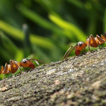 Zwei Ameisen begegnen sich im Wald: Bei Ameisen lassen sich Hygienemaßnahmen beobachten, die Infektionen durch kranke Tiere vermeiden sollen