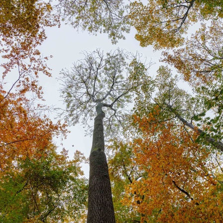 Eschen in einem Laubwald