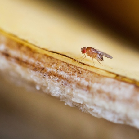 Eine Fruchtfliege sitzt auf einer Bananenschale.